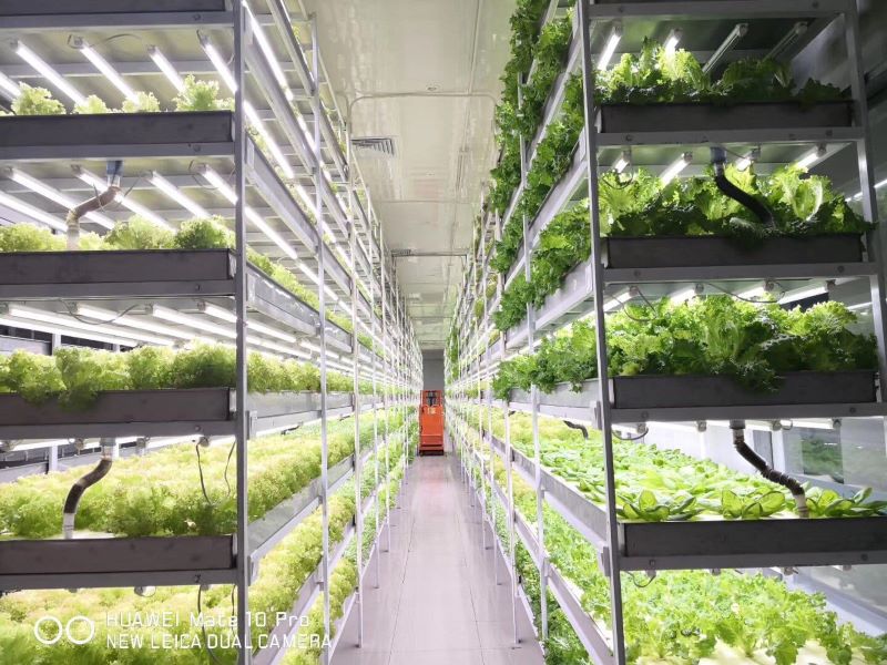 水培植物工厂设备生产厂家